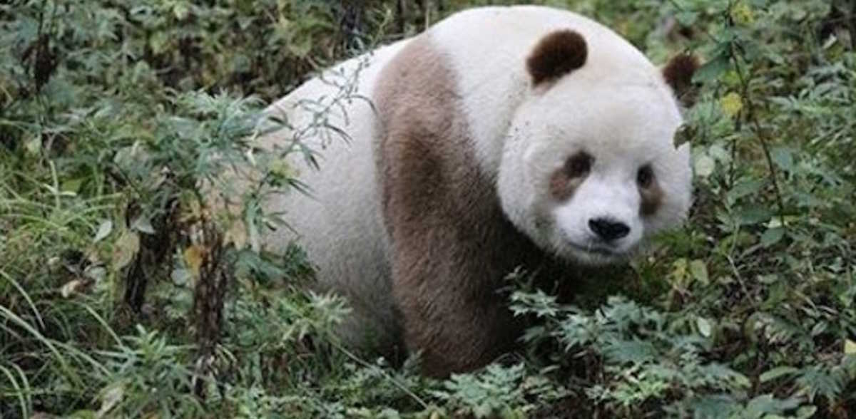 Rescuers Save The Exceptionally Rare Life Of Only Brown Panda In The ...