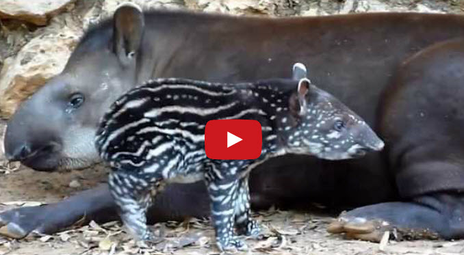 Tapirs Are Trying To Avoid Extinction... Here Is The Hilarious Advice ...