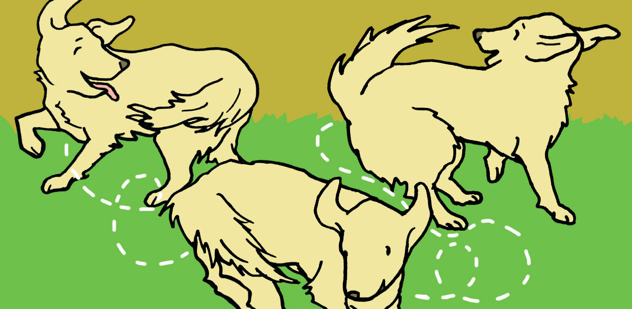 Why Do Dogs Chase Their Tails? 7 Reasons