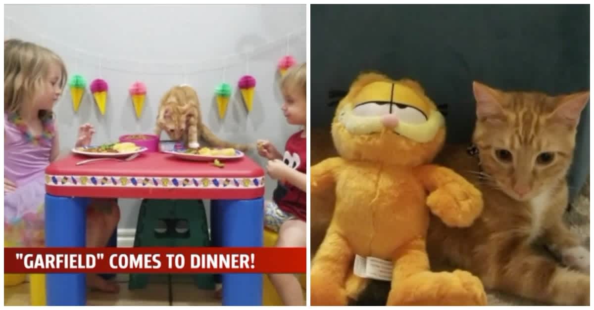 Mom Invites Garfield Look Alike Cat To Lasagna Dinner To Please Her 