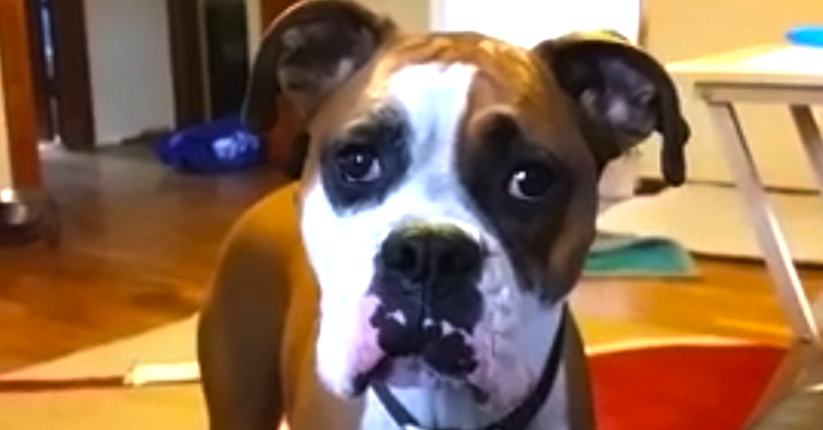 Boxer Dog Throws HILARIOUS Tantrum When Mom Tells Her To Stay Off The