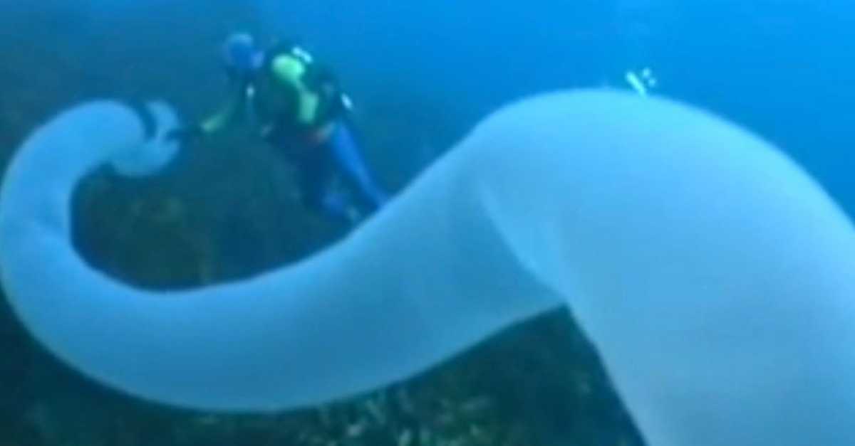 When You See What's Approaching This Diver, You'll Scream ...