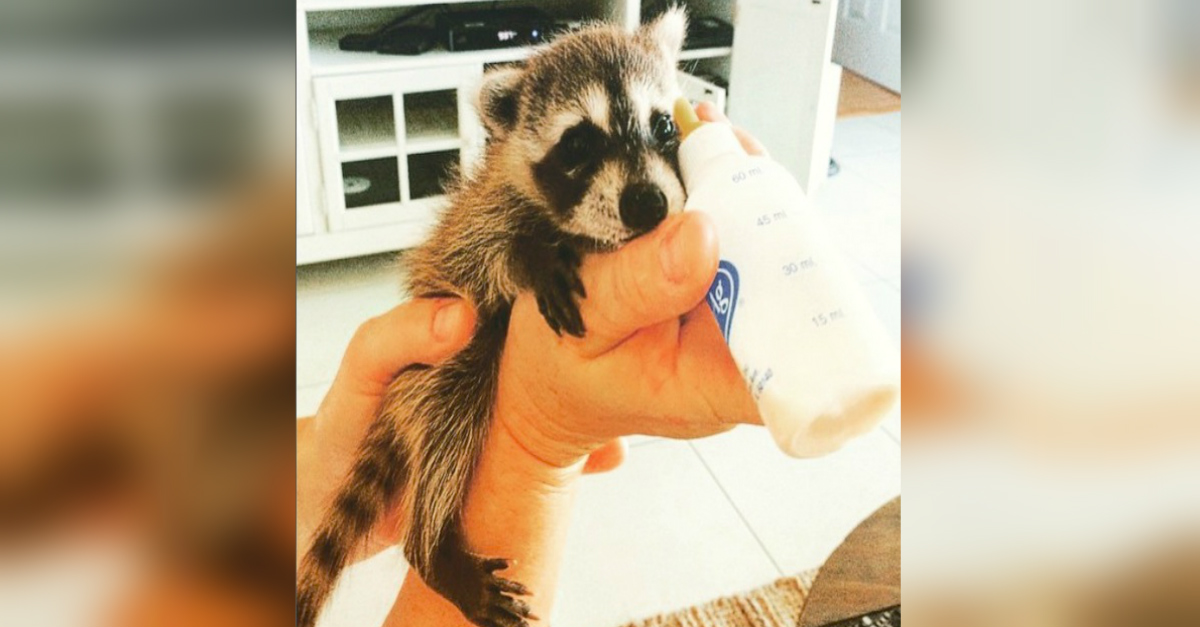 She Finds This Injured Baby In Her Backyard. What She Does With It