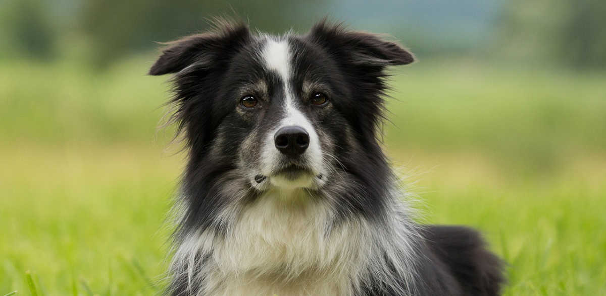 50 Best Black And White Dog Names For Male And Female Dogs |  