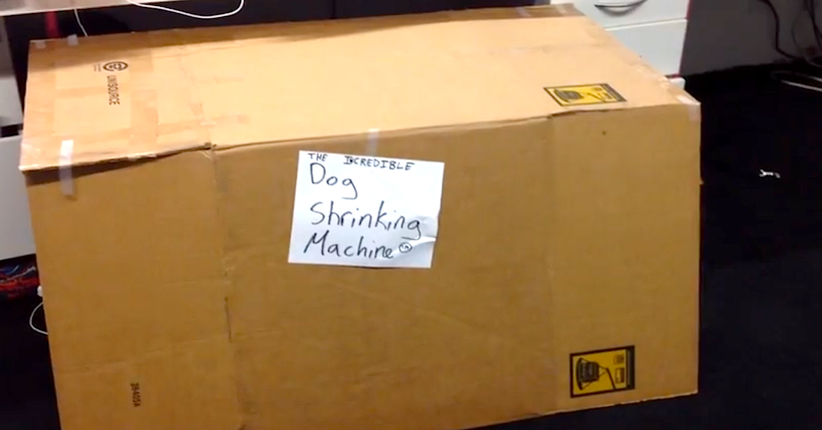 There's A Surprise Inside This Giant Cardboard Box...
