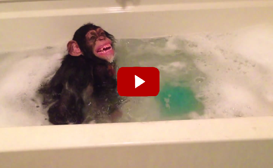 I Can't Stop Smiling! This Baby Chimp Taking A Bath Is The Cutest Ever ...