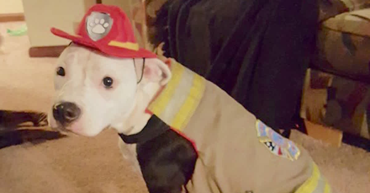 He Pulls A Baby Pit Bull From A Terrifying Fire. Months Later? No One ...