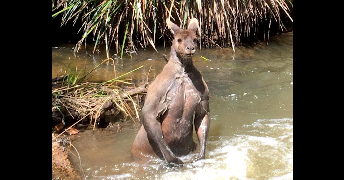 People Are Freaking Out About This Enormous Kangaroo | LittleThings.com