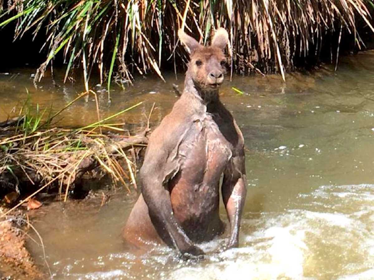 People Are Freaking Out About This Enormous Kangaroo | LittleThings.com
