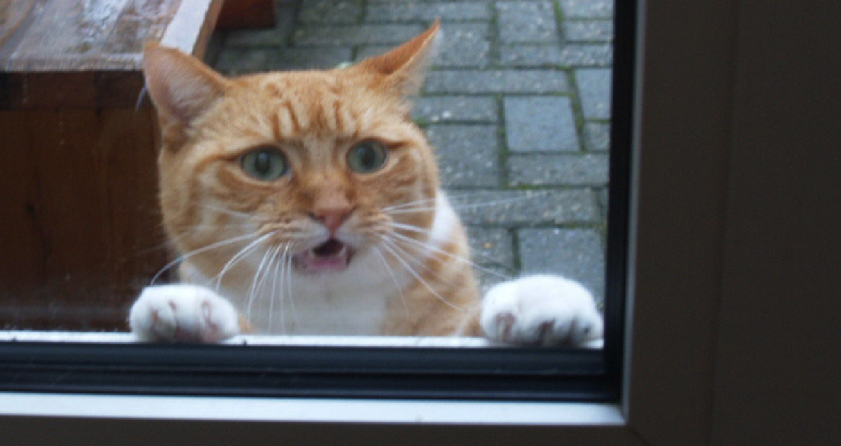 He Locked His Cat Out Of The Bathroom, But Never Expected This