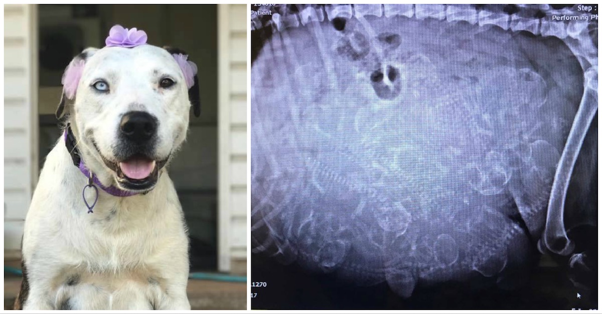 when can you do an xray on a pregnant dog
