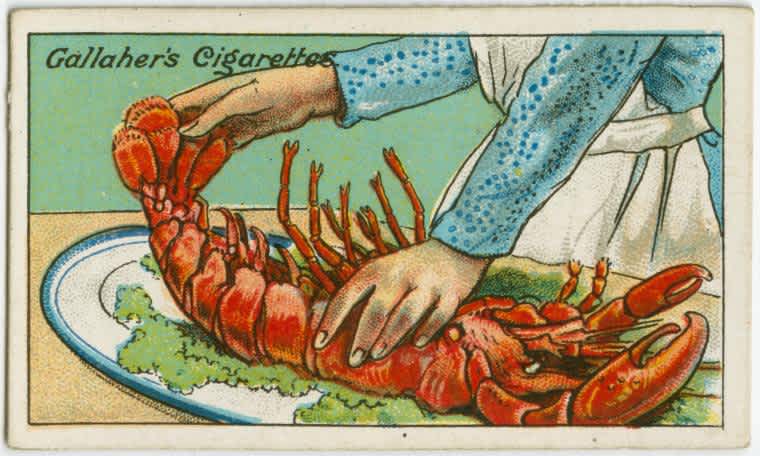 How-To-Judge-the-Freshness-of-a-Lobster1 How-To-Judge-the-Freshness-of-a-Lobster1