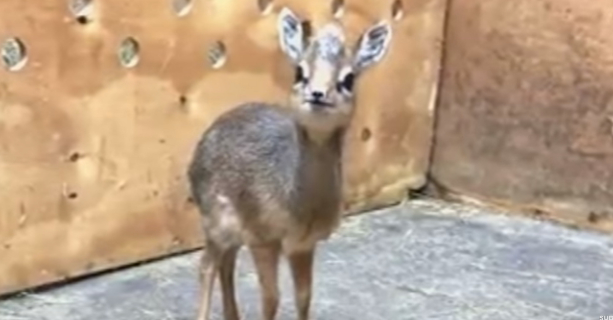 Baby Antelope At Chester Zoo Is Too Tiny For Scale | LittleThings.com