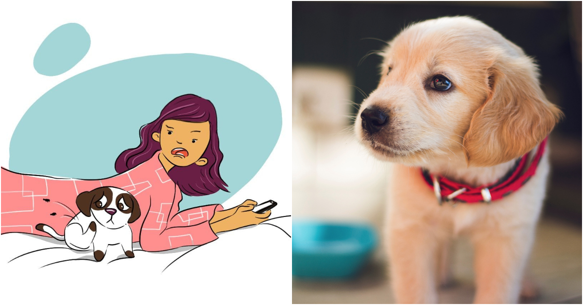 Puppy Care 101 What Should I Do If My Dog Has Fleas