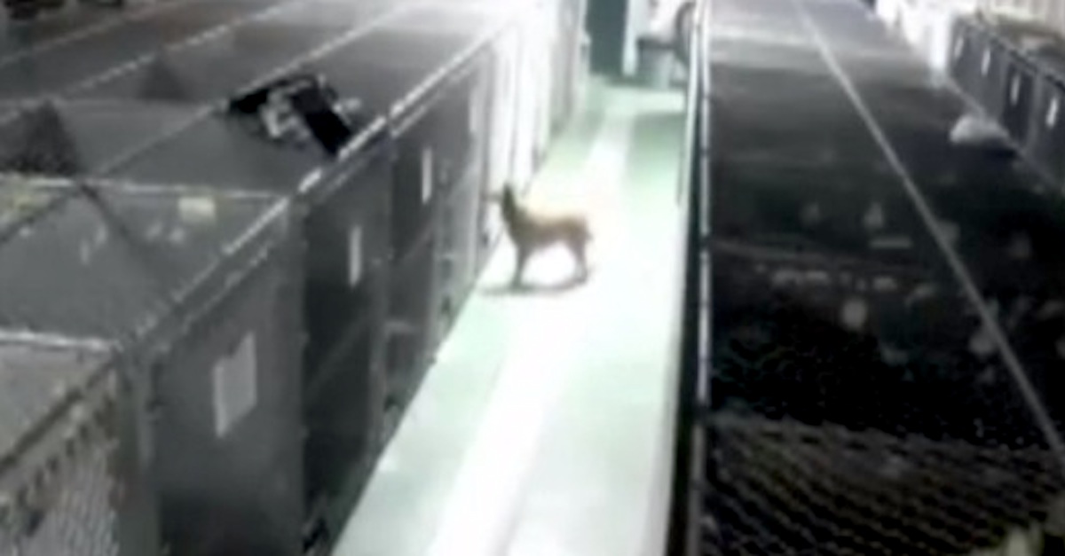 Camera Catches A Mama Dog Breaking Out Of Her Kennel At Night, But