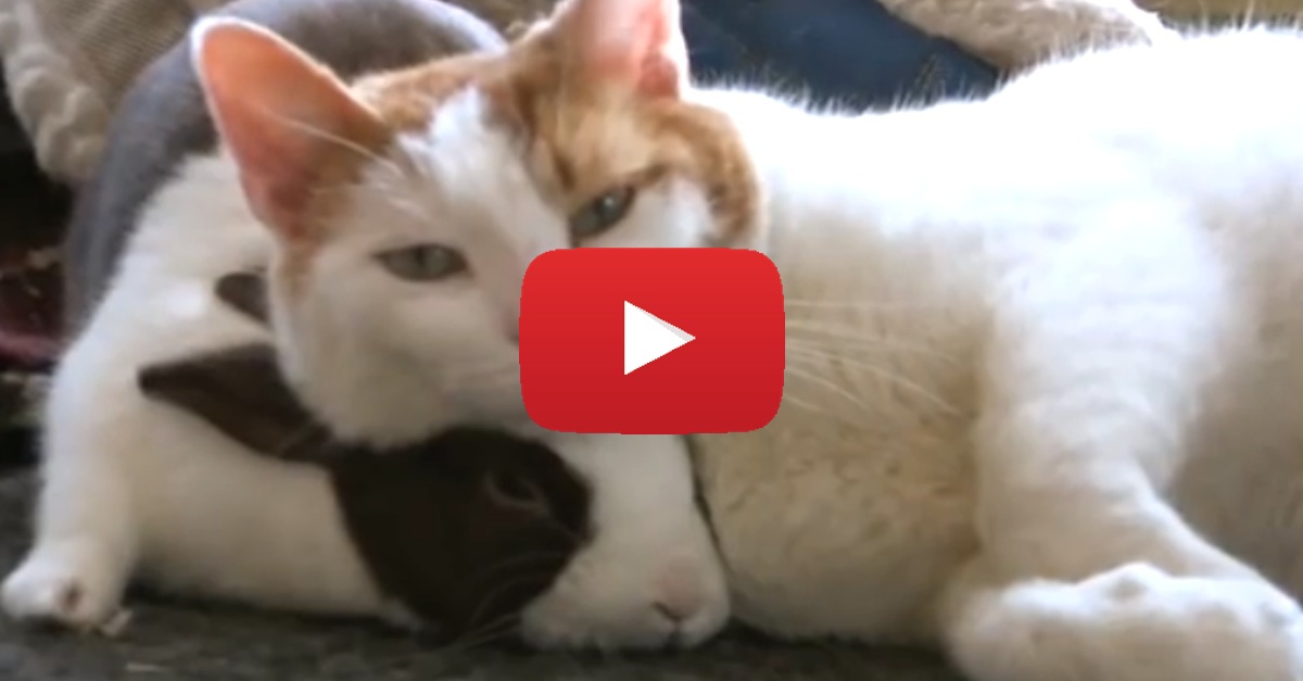 This Cat And Bunny Have The Most BEAUTIFUL Friendship! So Precious