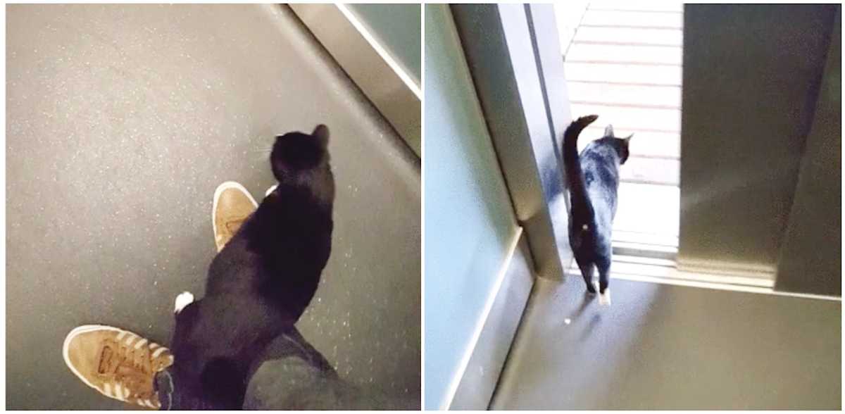 Cat Greets Man Then Rides The Elevator Up With Him Littlethings Com Cat Greets Man Then Rides The Elevator Up With Him Littlethings Com