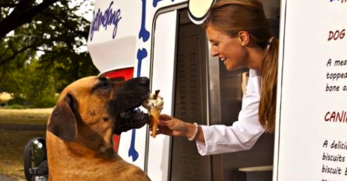 This Food Truck Serves Dogs Only! Isn't This BRILLIANT?