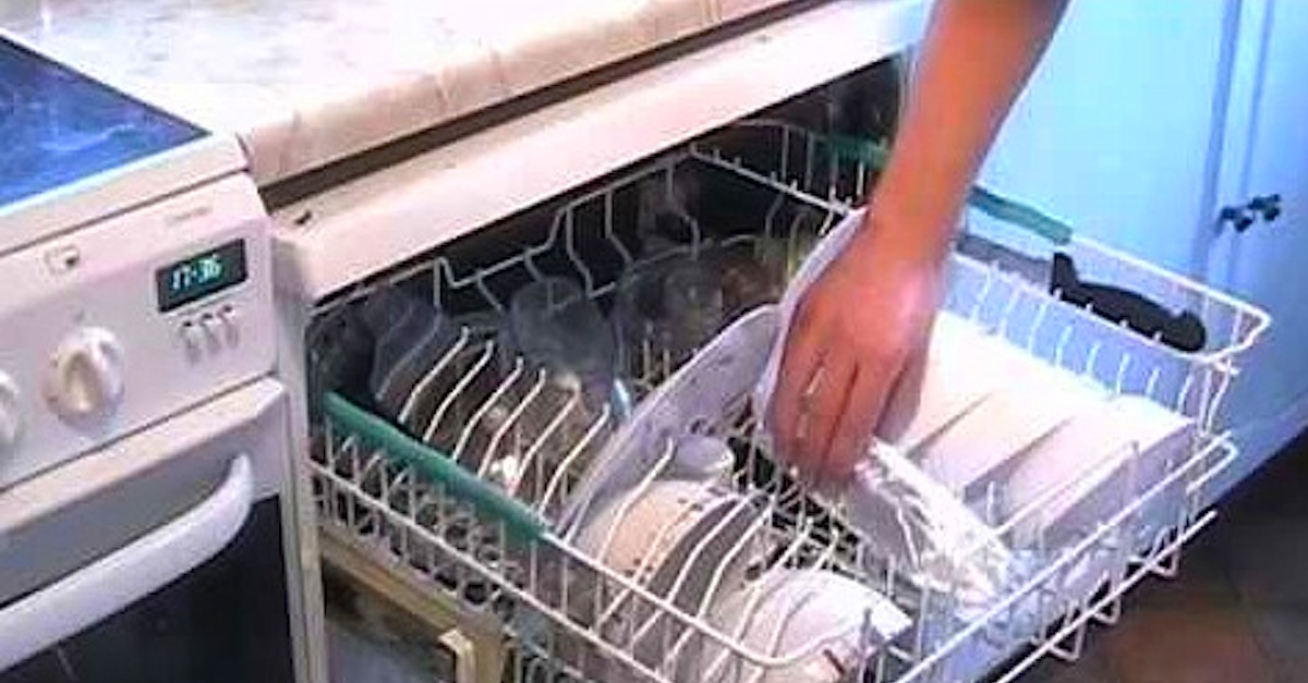 He Put Salmon In The Dishwasher. When You See Why, You'll Be Amazed