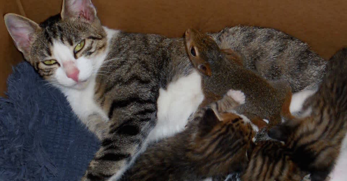 Squitten An Orphaned Baby Fell From The Sky. Now Watch What This Mother Cat Did ...