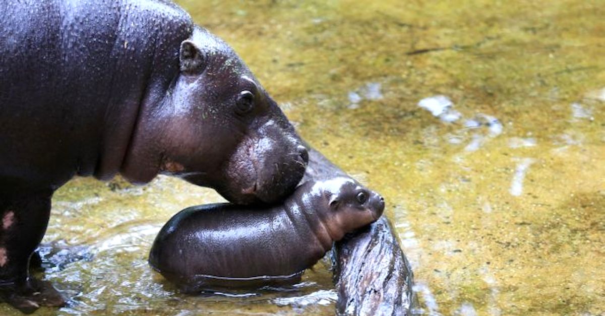 Zookeepers Film This Baby Hippo — And Were Blown Away By ...