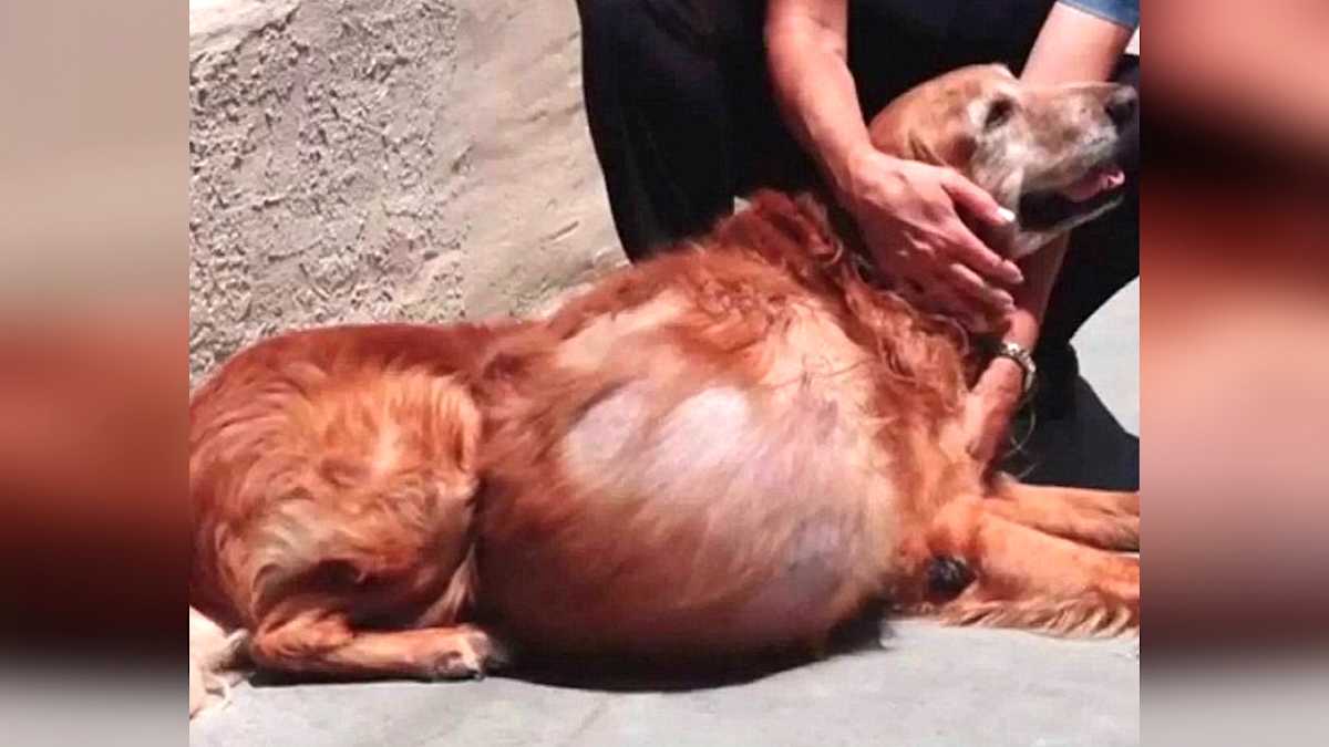 He Finds A Dog With A 46 Pound Tumor Left To Die. But When He Looks Into His Eyes? He Sees It... | LittleThings.com