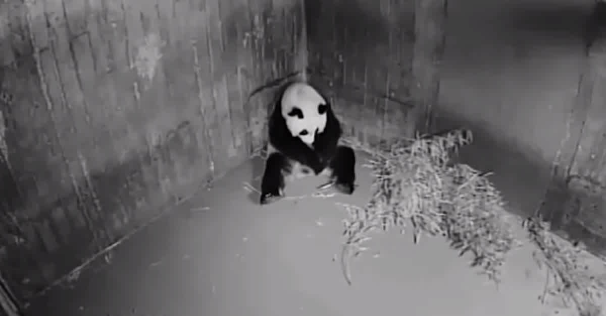 Zoo Camera Catches Panda Mother Giving Birth In The Middle Of The Night