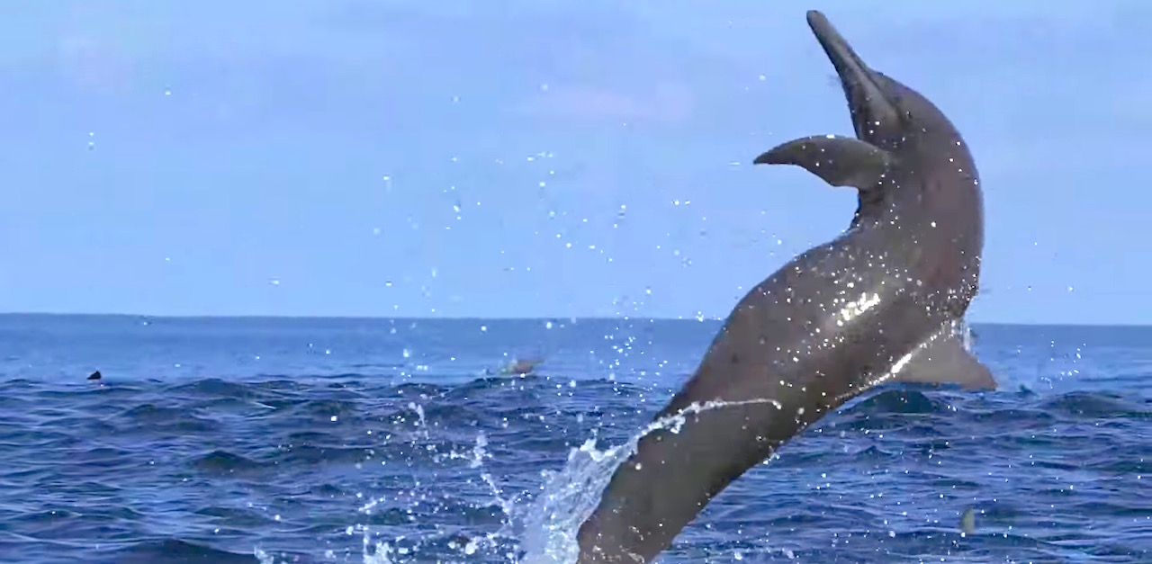 Amazing Spinner Dolphins Leap And Bound From The Sea