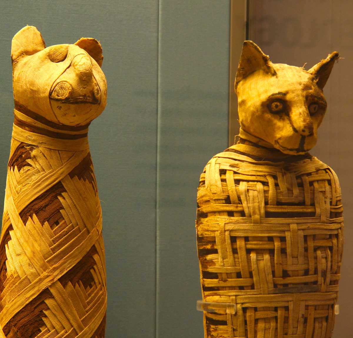 cat mummies cat mummies