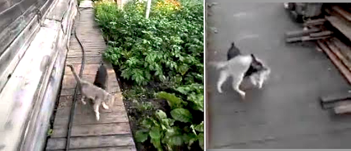 The Perfect Way To Get Your Stubborn Cat To Come Inside! Amazing!