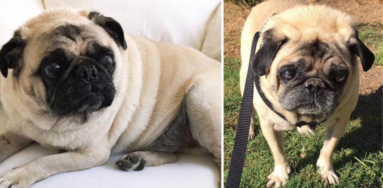 Woman Saves 2 Pugs Dying In 105Degree Heat