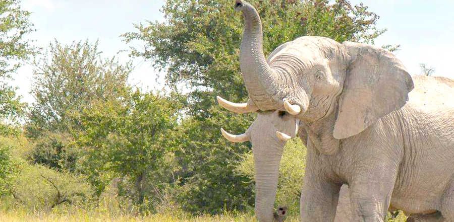 He Snaps A Photo Of An Elephant Why It S Going Viral Look Closely At