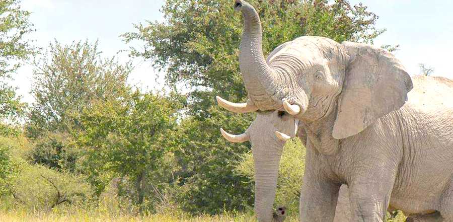 He Snaps A Photo Of An Elephant. Why It's Going VIRAL? Look Closely At