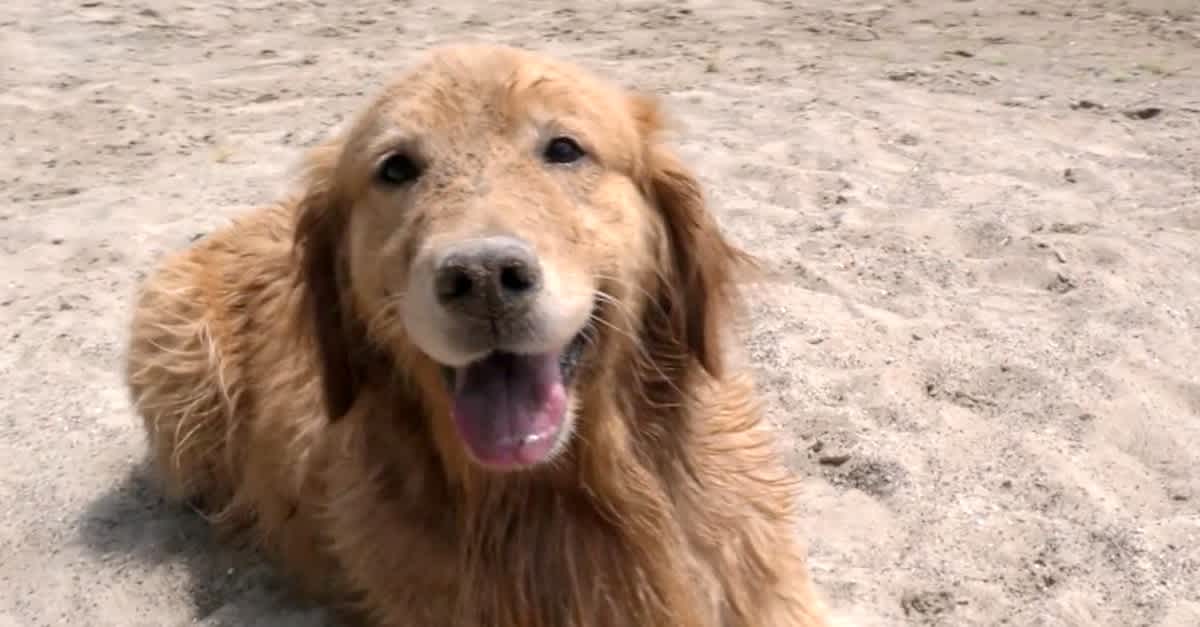 Rescued Golden Retriever Taken To The Beach. When I Learned Why, I Cried! |  LittleThings.com