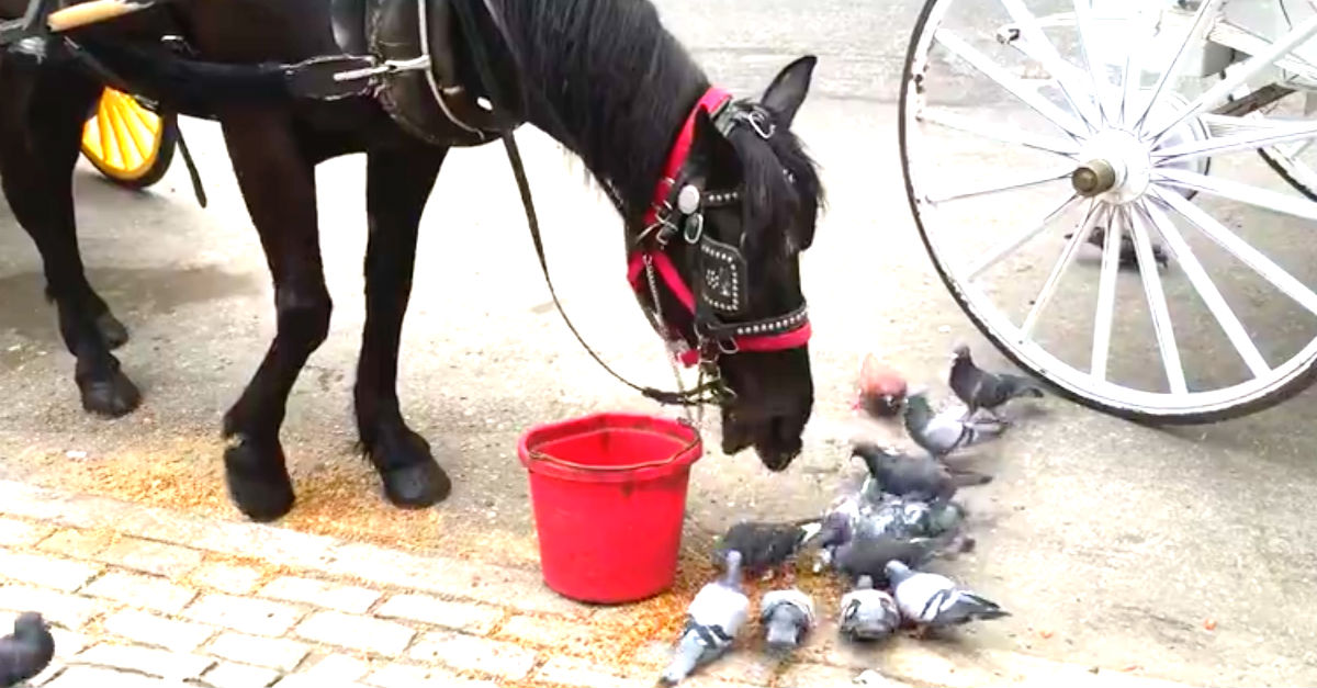 Horse Sprinkles His Meal On The Ground For Pigeon Friends