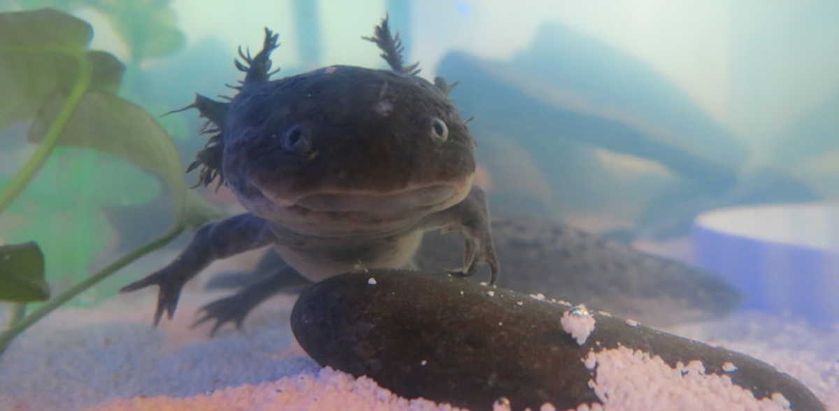Axolotls Thrown Out Like Garbage Get A Second Chance Littlethings Com