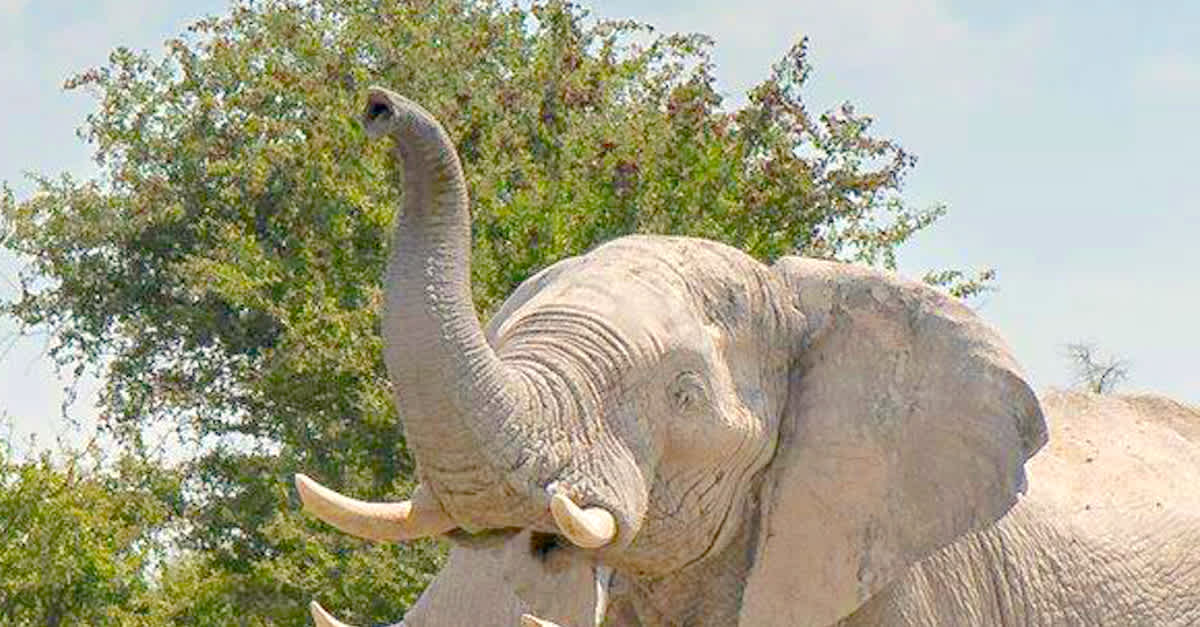 He Snaps A Photo Of An Elephant. Why It's Going VIRAL? Look Closely At