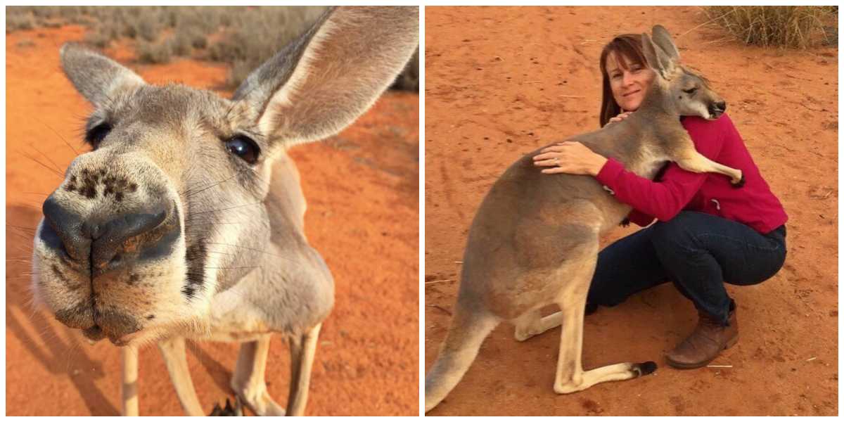 Kangaroo Rescued Ten Years Ago Still Hasn't Stopped Thanking Her Caregivers  With Hugs | LittleThings.com