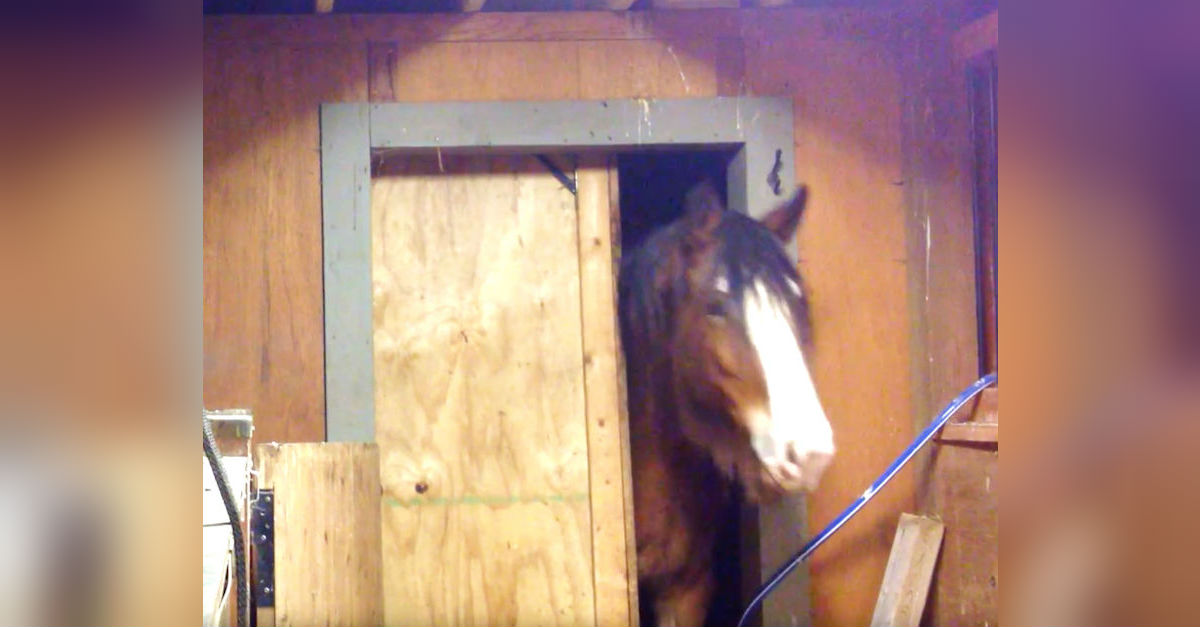 Owner Puts Camera In Barn, Captures Horses Breaking In