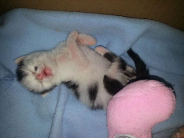 dog_rescues_kitten_08