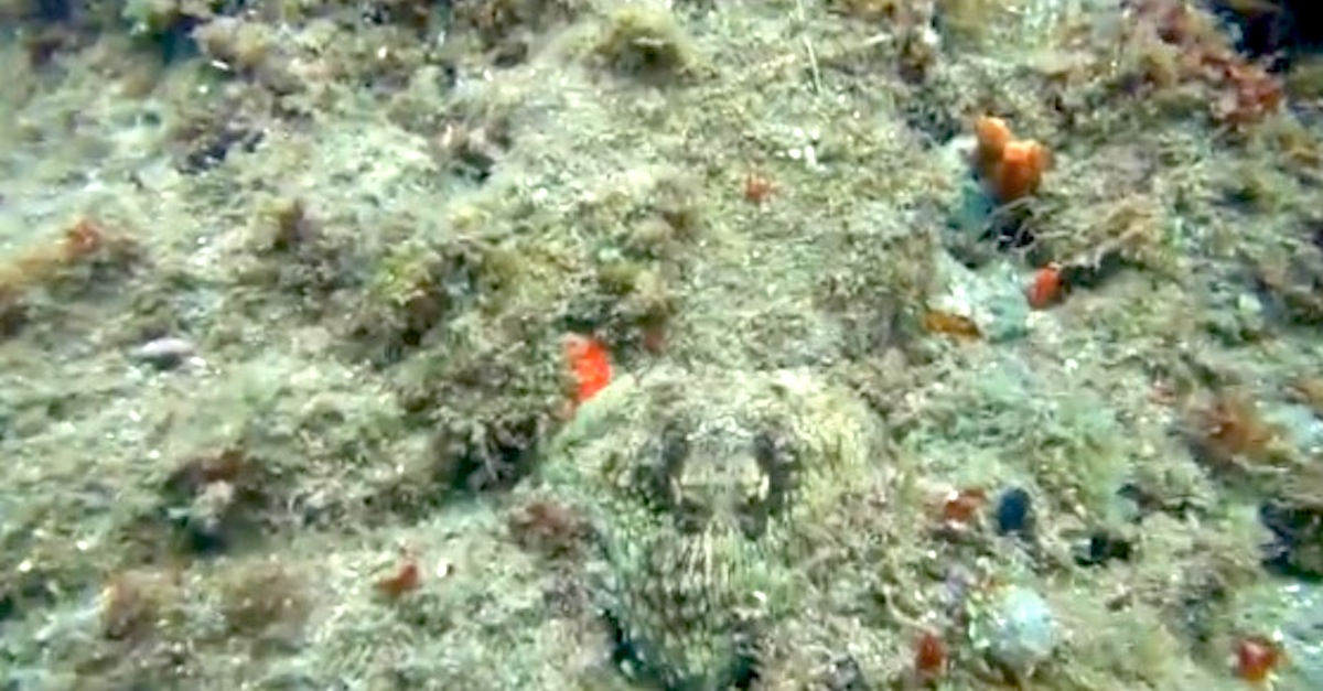 When You See What's Hiding In This Ocean Reef, You'll SCREAM ...