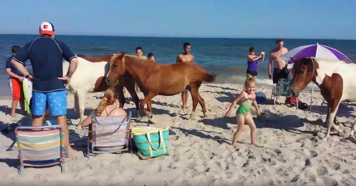 1200px x 628px - Wild Ponies Attack Unsuspecting Families At The Beach, And It's All Caught  On Camera | LittleThings.com