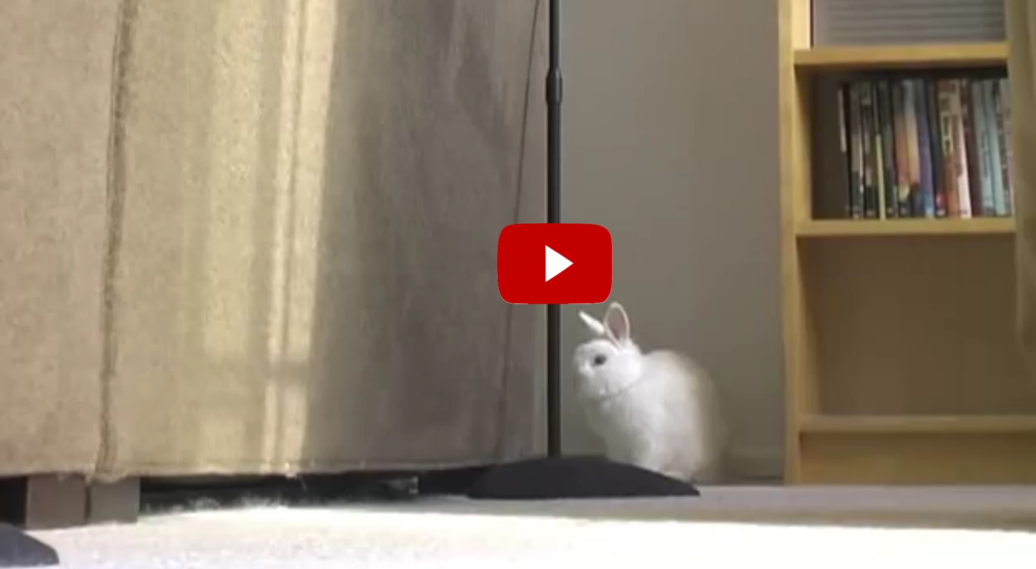 They Taught Their Bunny To Walk Like A Human! | LittleThings.com