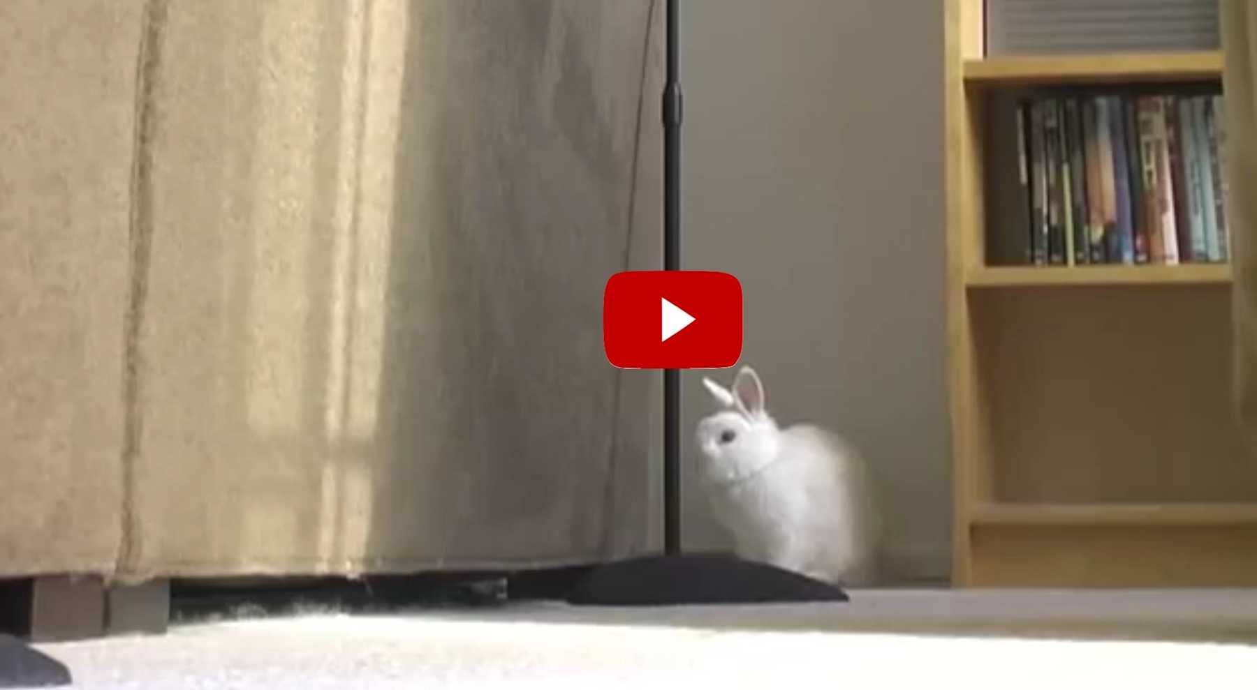 They Taught Their Bunny To Walk Like A Human! | LittleThings.com