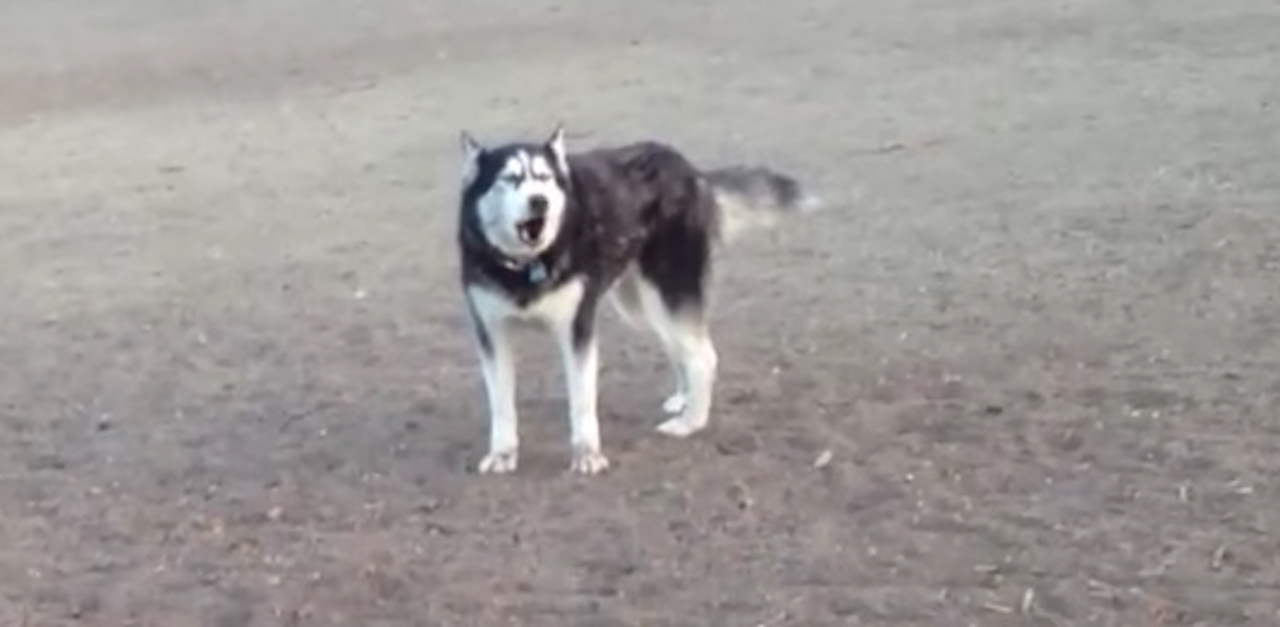 Husky Throws A Huge Tantrum When Mom Says It’s Time To Leave Dog Park