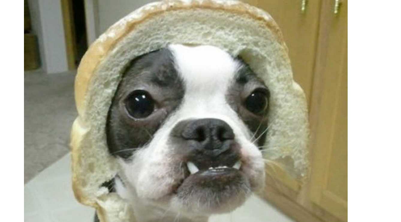 Dog In Bread This Is Hilarious! You Have To See These 12 In-Bred Dogs. Last One Is ...