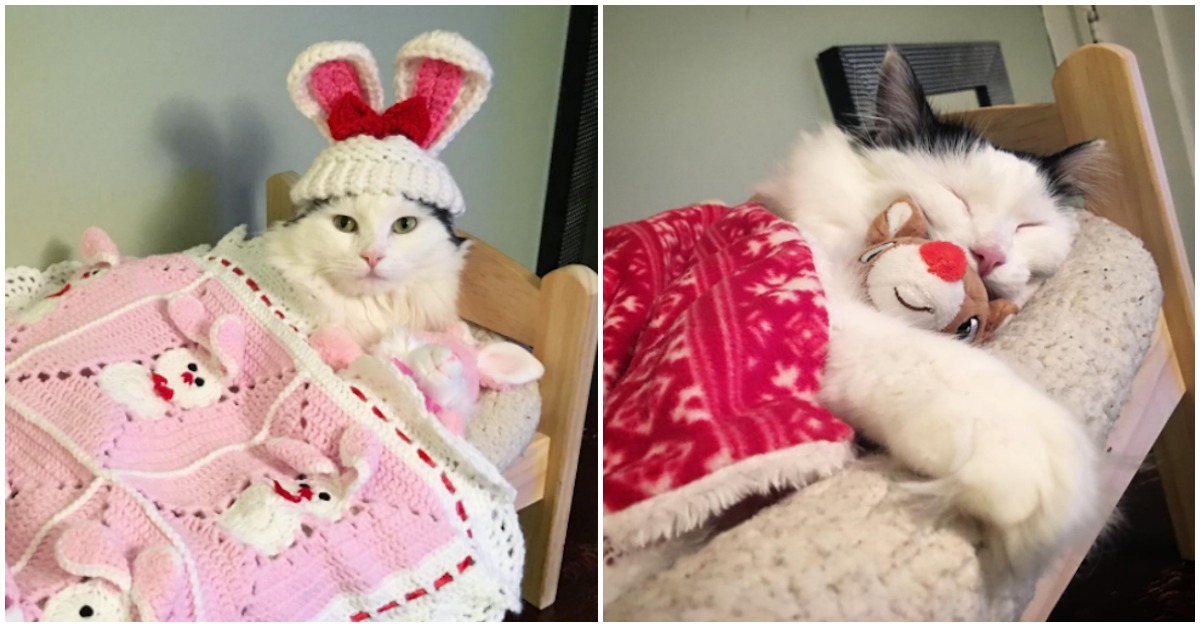 Rescue Cat Sleeps In Doll Bed Every Night