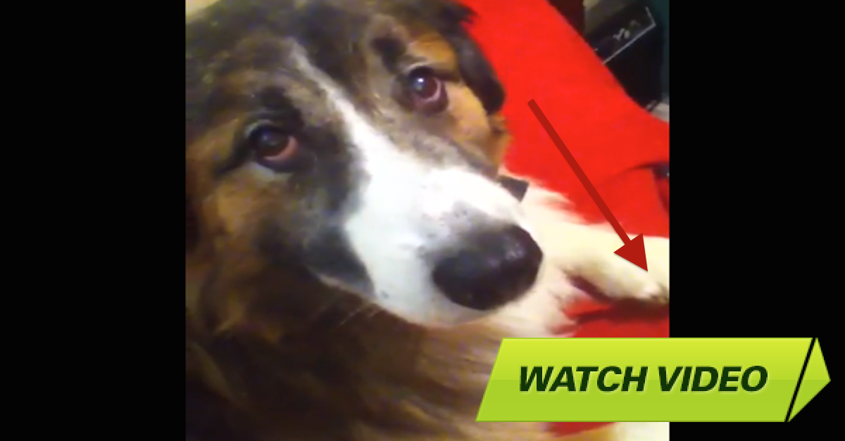 THIS Is The Look My Dog Gives Me Every Time I Stop Petting Him