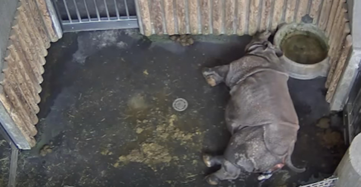 rhino gestation period