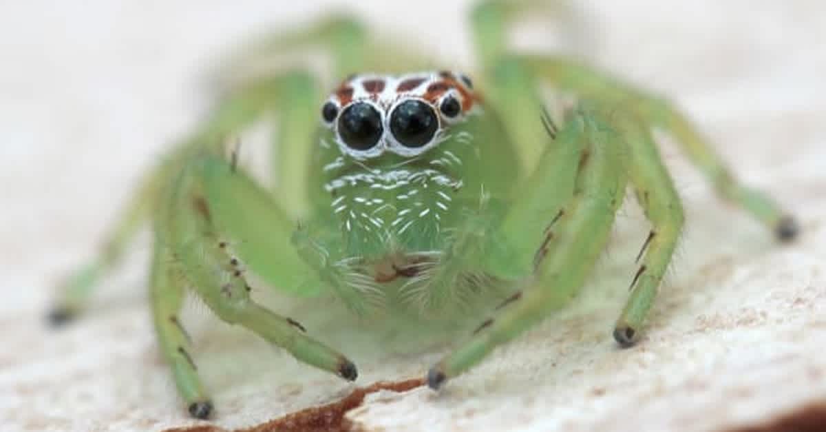 10 Wild and Crazy Facts About Jumping Spiders